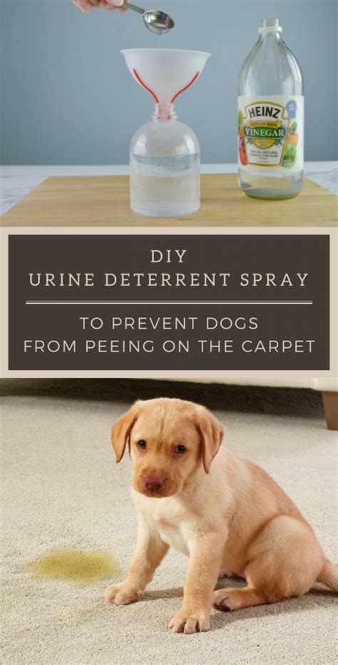 How To Stop Dogs From Peeing In A Certain Area