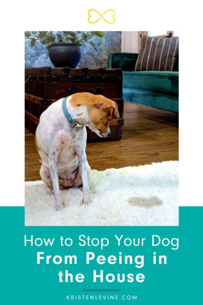 How To Stop Dogs From Peeing On The Couch