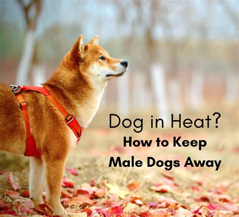 how to stop female dog mounting in heat