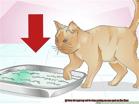 How To Stop My Cat From Peeing In The House