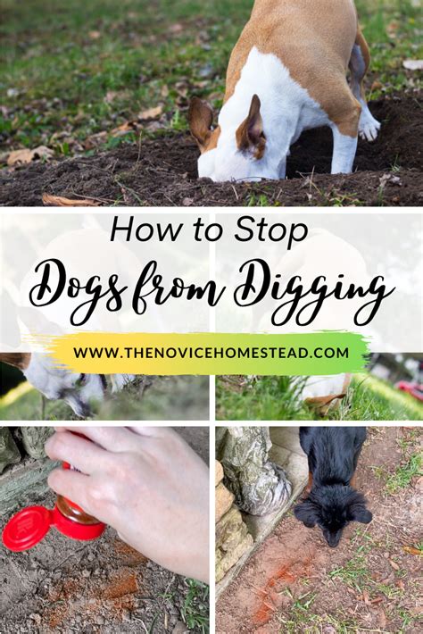 How To Stop My Dog From Digging When I'm Not Home