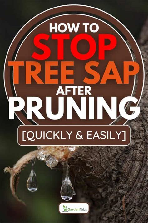 How To Stop My Tree From Dripping Sap