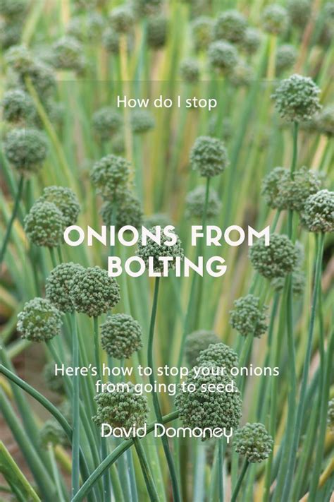 How To Stop Onions Going To Seed