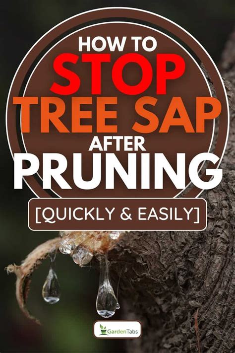 How To Stop Pine Tree Sap