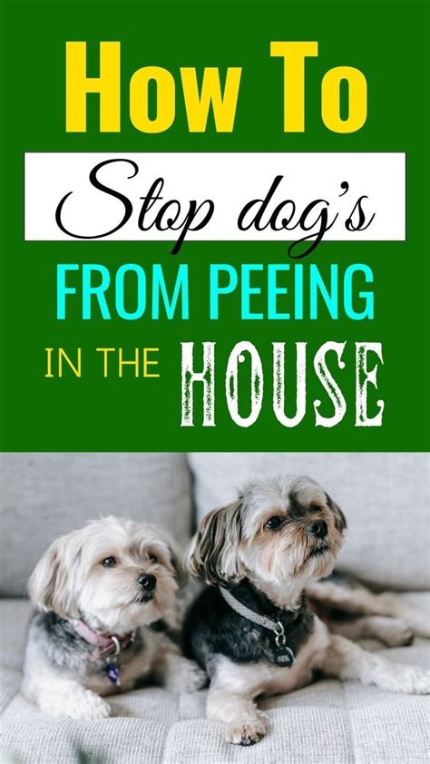 How To Stop Puppy From Peeing On The Couch