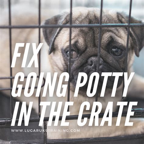how to stop puppy from pooping in crate