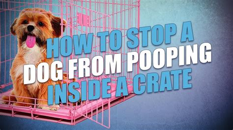 how to stop puppy from pooping in crate when left alone