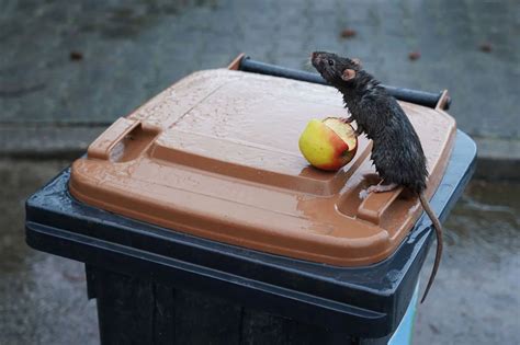How To Stop Rats Getting In Bin