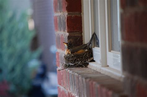 How To Stop Robins From Building A Nest