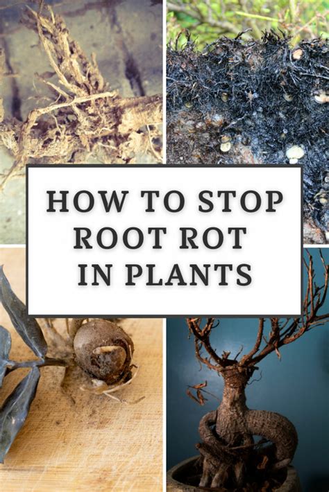 how to stop root rot in trees