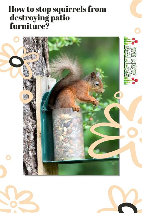 How To Stop Squirrels From Destroying Deck