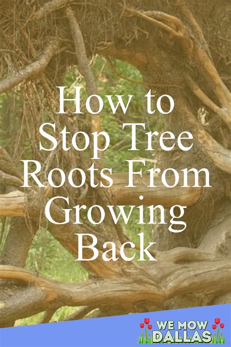 how to stop tree roots from growing