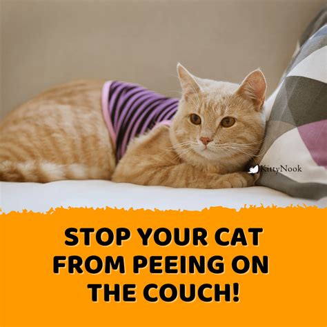 How To Stop Your Cat From Peeing On Your Couch