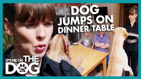 How To Stop Your Dog From Jumping On Table