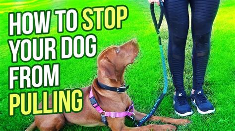 how to stop your dog from pulling on the leash
