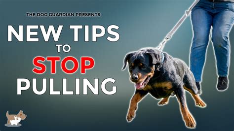 How To Stop Your Dog From Pulling On The Leash During Walks