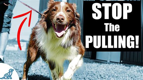 how to stop your dog pulling on a harness