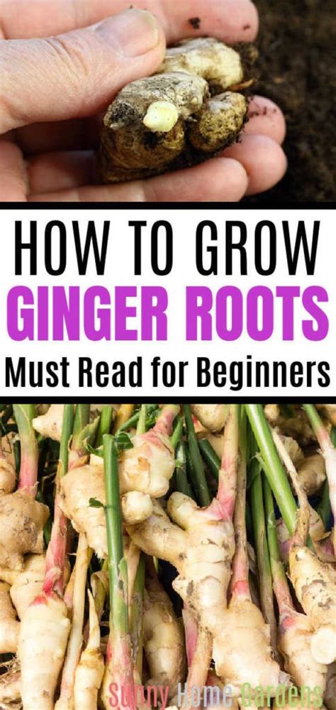 how to store ginger roots