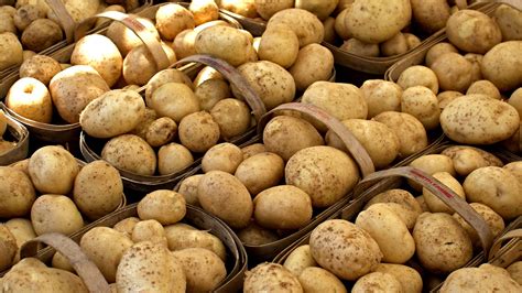 how to store newly harvested potatoes