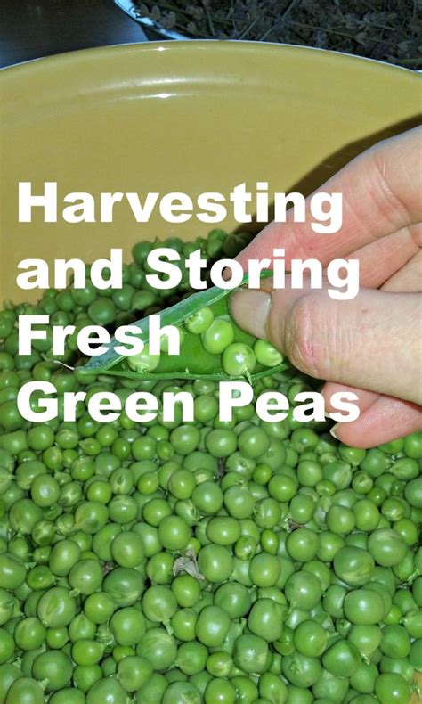 how to store peas from the garden