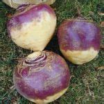 How To Store Rutabagas In A Root Cellar