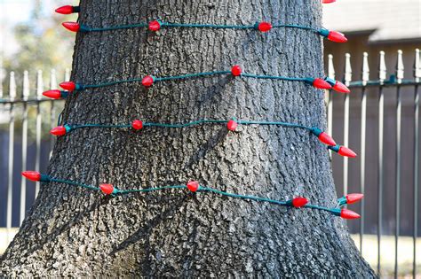 How To String Christmas Lights On A Tree Outside