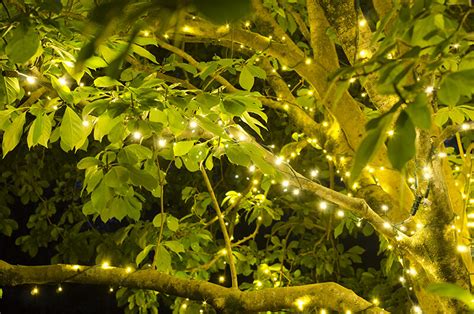 How To String Lights On Branches