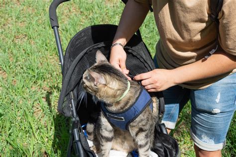 How To Stroller Train A Cat