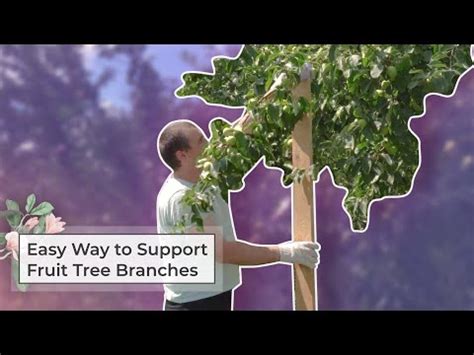 How To Support A Tree Branch