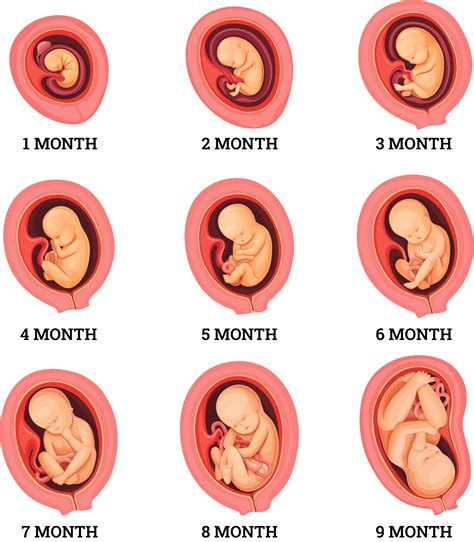 how to support fetal development