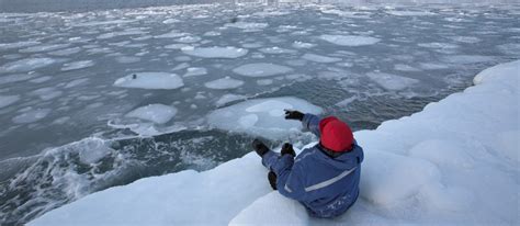 The Arctic animals struggling to survive Climate News Sky News
