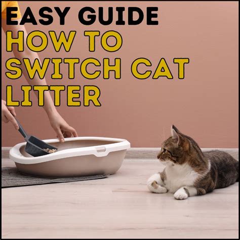 How To Switch A Cat's Litter