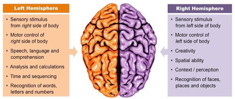 how to sync the left and right hemispheres of the brain