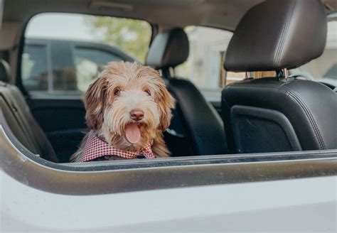 How To Take A Road Trip With A Dog