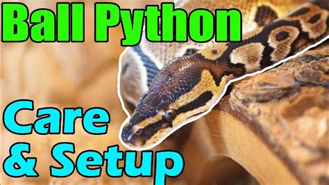 Discover 10 Insights how to take care of a ball python for a happy snake