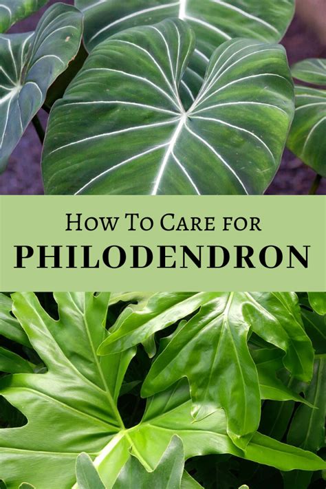 how to take care of a philodendron plant