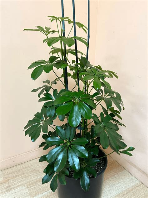 how to take care of a schefflera