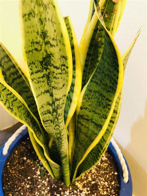 how to take care of a snake plant