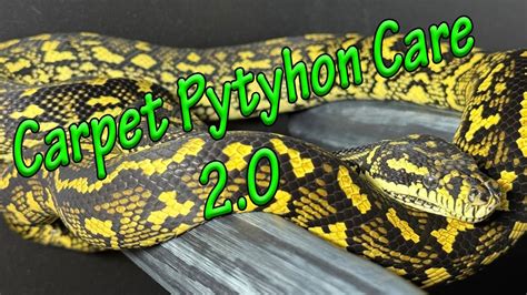 How To Take Care Of Carpet Python