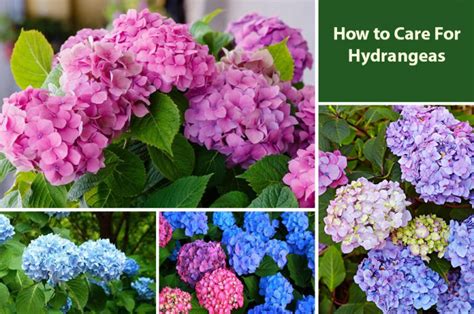 Hydrangea Planting and Care Endless Summer