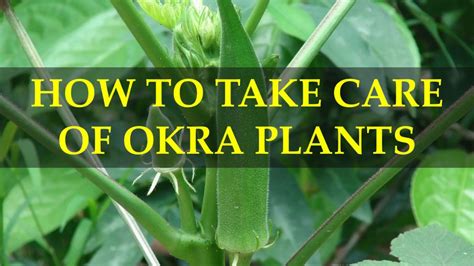 how to take care of okra plants