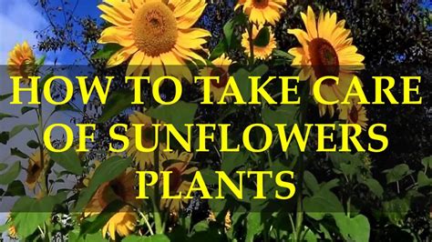 how to take care of sunflowers