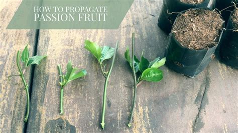 how to take cuttings from passion flower