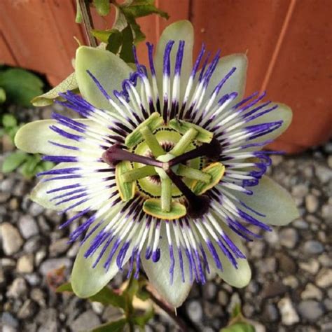 how to take passionflower