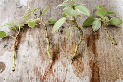 how to take peperomia cuttings