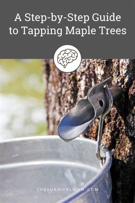 How To Tap A Maple Tree And Make Syrup