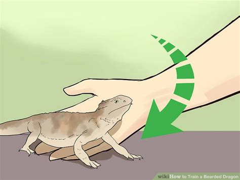 How To Teach A Bearded Dragon Tricks