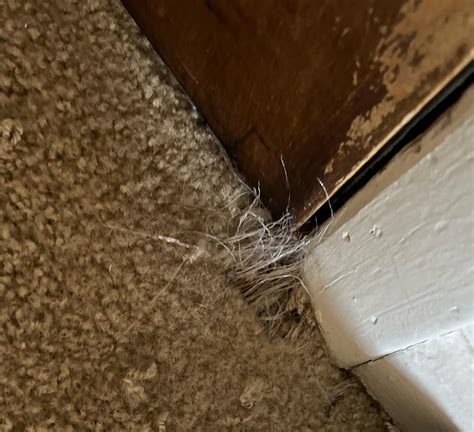 How To Teach A Cat Not To Scratch Carpet