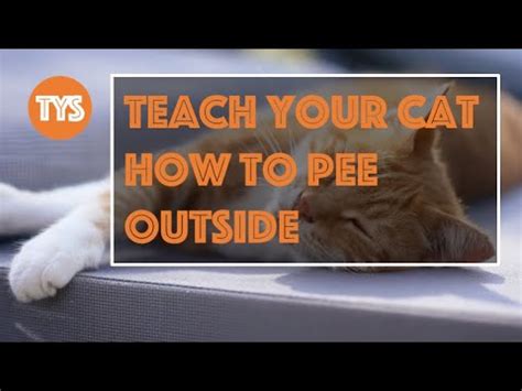 How To Teach A Cat To Pee Outside