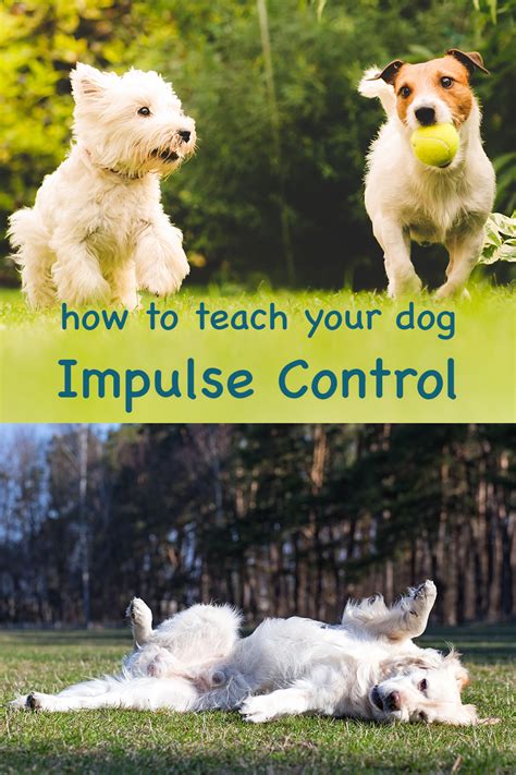 how to teach a dog impulse control